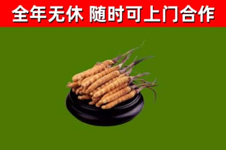 谢家集区回收散虫草