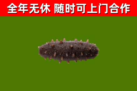 谢家集区回收海参干